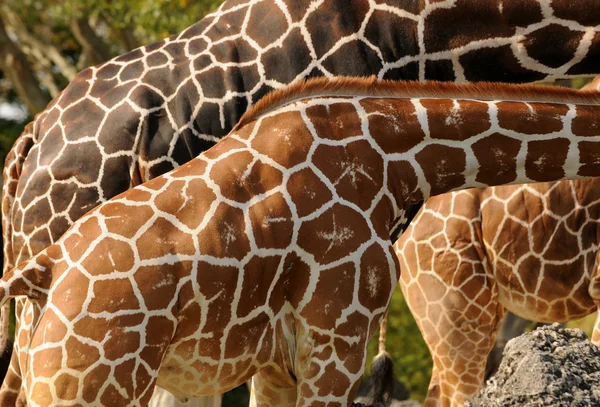 Pelle di giraffa — Foto Stock