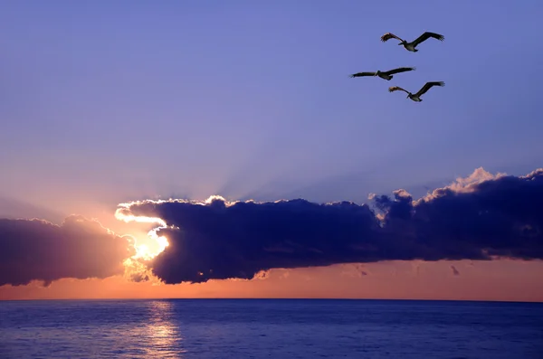 Pelicanos ao nascer do sol — Fotografia de Stock