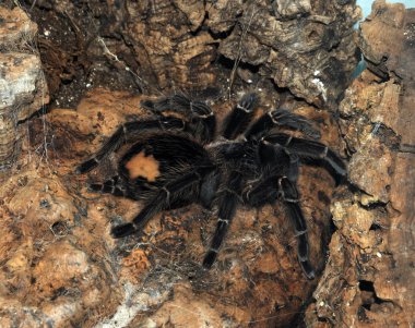 Dev tarantula