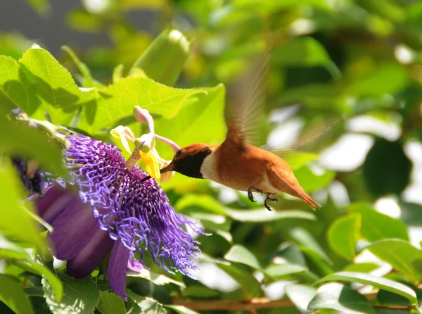 붉은 벌새 — 스톡 사진