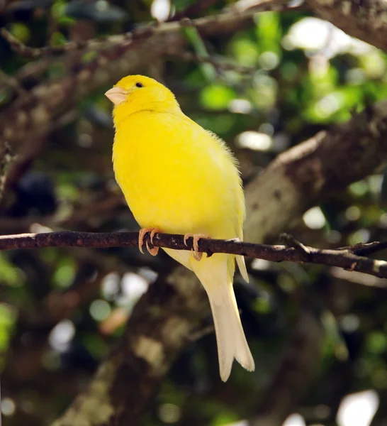 Yellow canary — Stock Photo, Image