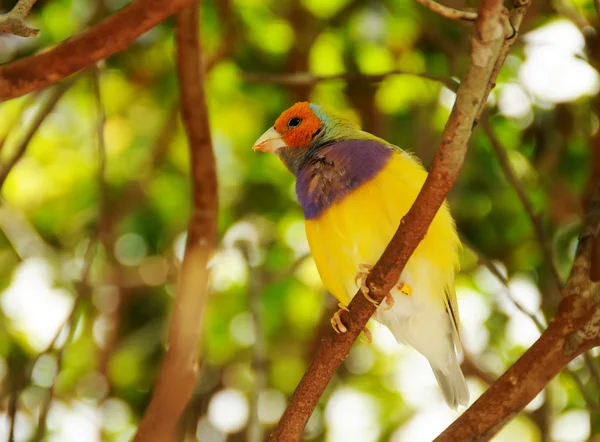 Exotic finch — Stock Photo, Image