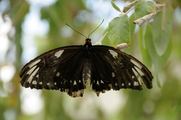 Black moth — Stock Photo, Image