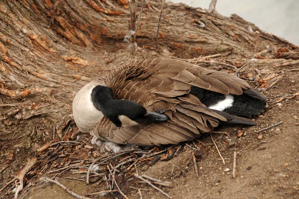Goose nest — Stock Photo, Image