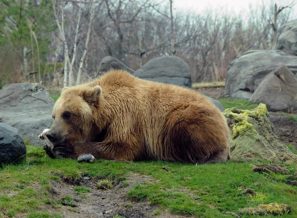 Grizzly bear — Stockfoto
