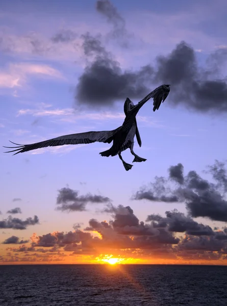 Пеликан на закате — стоковое фото