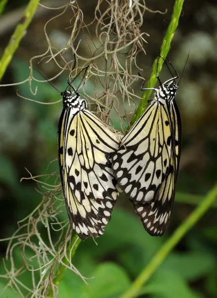 Butterflies mating — Stock Photo, Image