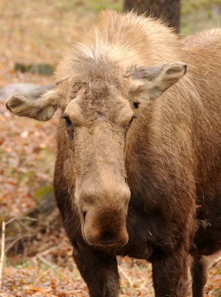 Adult moose — Stock Photo, Image