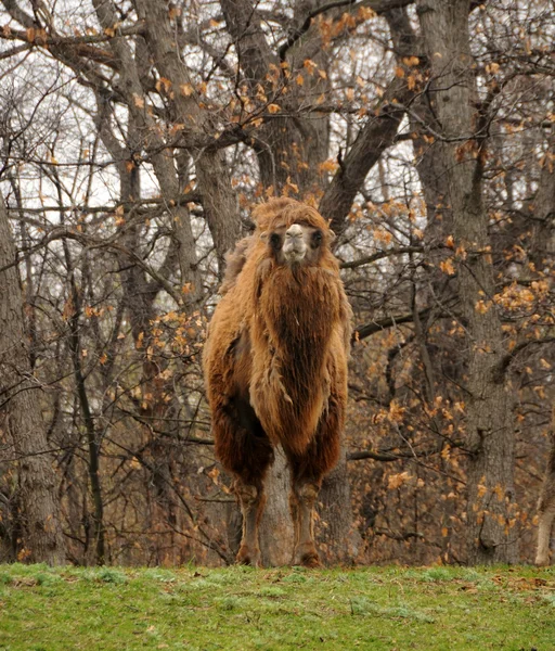 Camelo selvagem — Fotografia de Stock