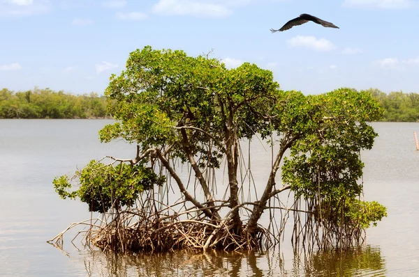 Everglades-Landschaft — Stockfoto