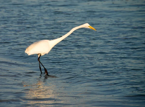 Grande egret — Fotografia de Stock