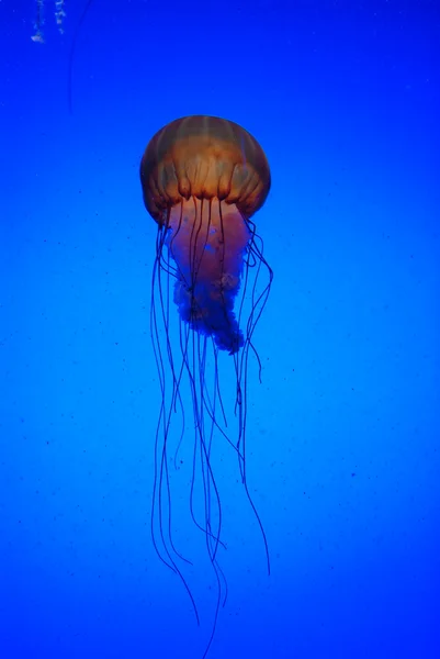 Jelly fish — Stock Photo, Image