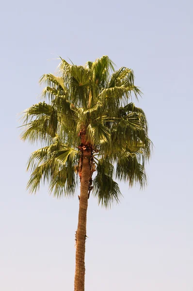 stock image Palm tree