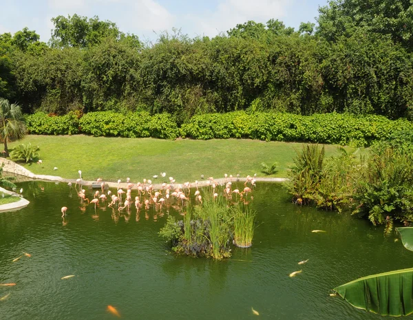 Lagoa de flamingo — Fotografia de Stock
