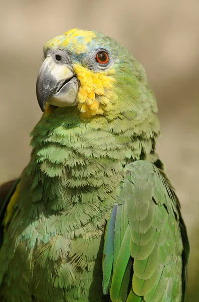 Голова попугая — стоковое фото