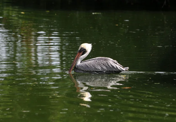Grijze pelikaan — Stockfoto