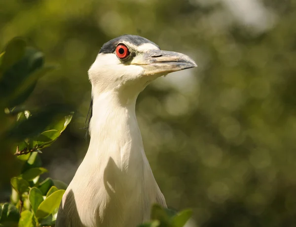 Heron front view — Stock Photo, Image