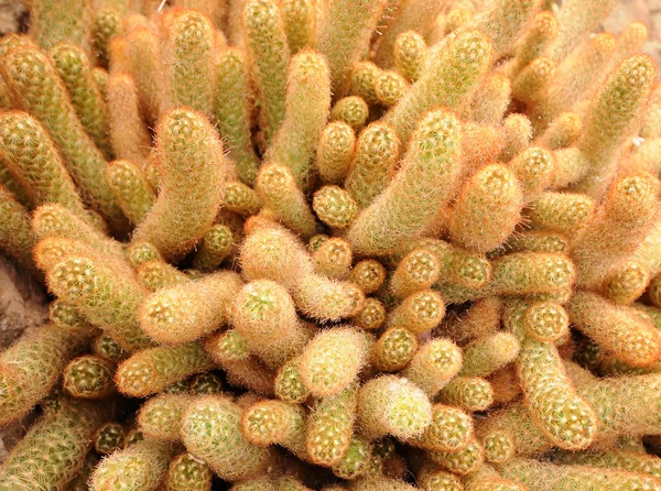 stock image Dry cactus