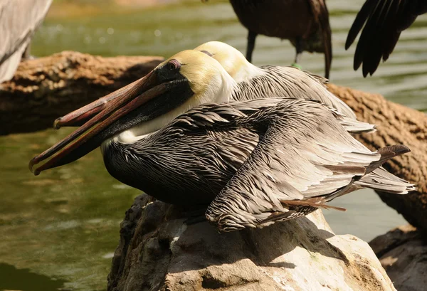 Brown pelicans — Stock Photo, Image