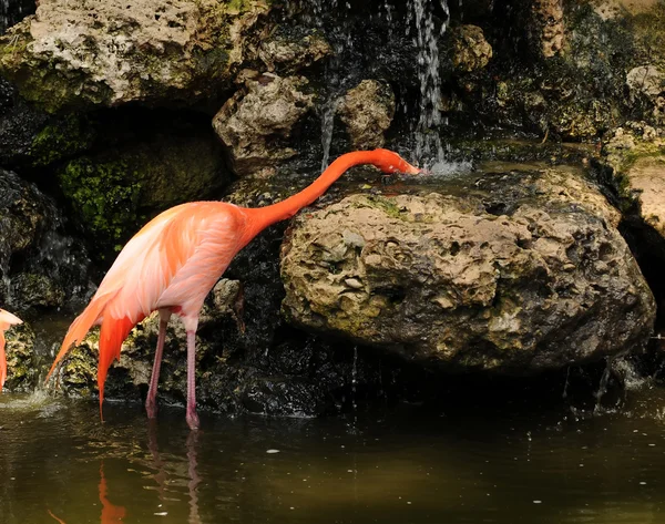 Flamingo água potável — Fotografia de Stock