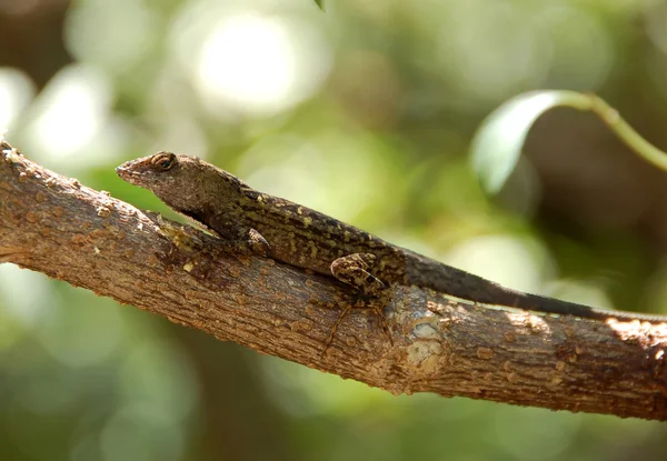 Iguana na drzewie — Zdjęcie stockowe
