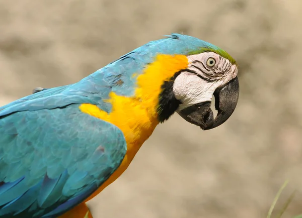 Экзотический попугай — стоковое фото