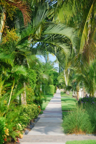 Path dengan pohon tropis — Stok Foto