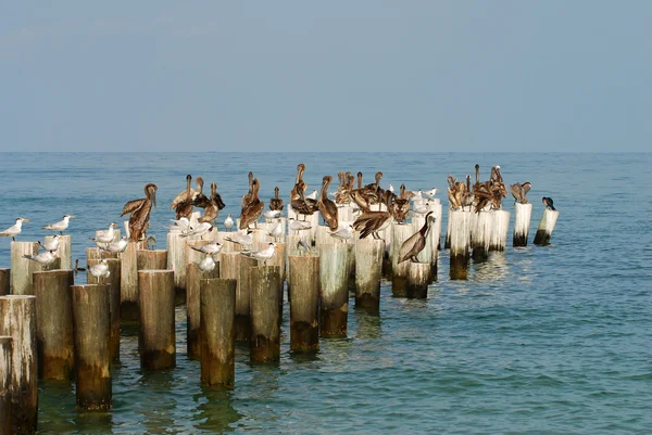 Pelicans on the water — Stock Photo, Image