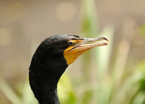 Double crested cormorant — Stock Photo, Image