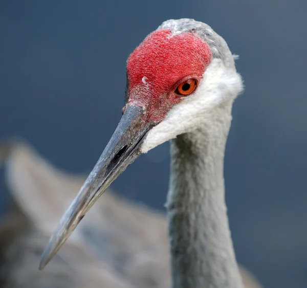 Psammophila crane — Stockfoto