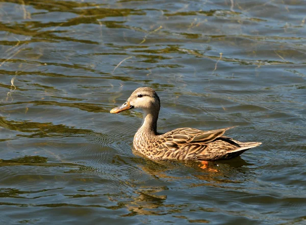 Havuz ördek — Stok fotoğraf