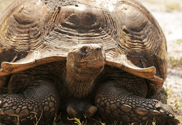 Stock image Land tortoise