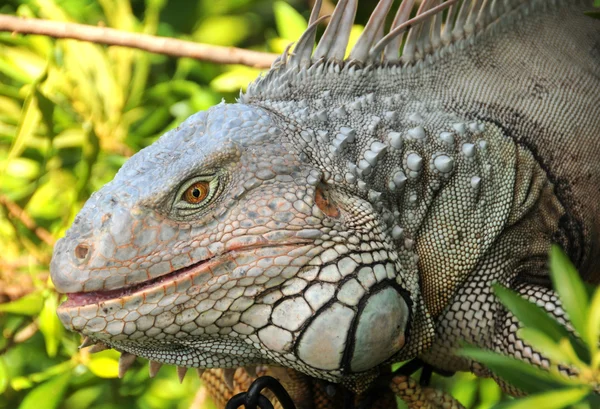 Giant iguana — Stock Photo, Image