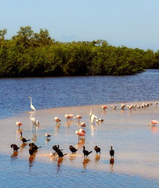 Everglades scenery clipart