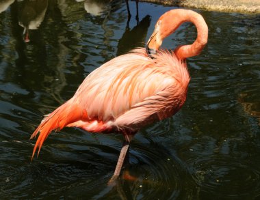 pembe flamingo