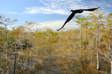 Everglades sahne