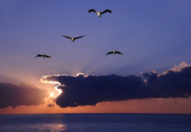 Pelicans at sunrise clipart