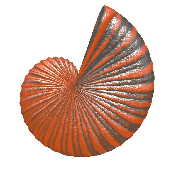 Strand shell — Stockfoto