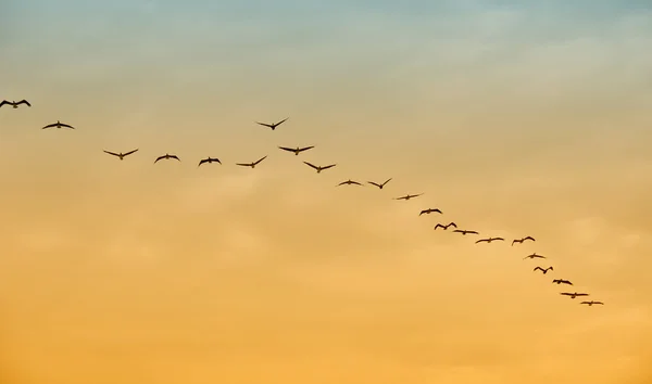 Aves em voo — Fotografia de Stock