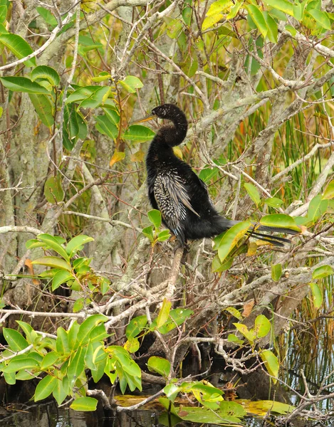 Anhinga in the Everglades — Stock Photo, Image