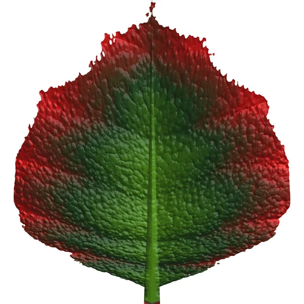 잎을 클로즈업 한 모습 — 스톡 사진