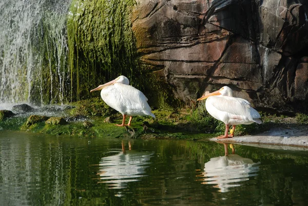 Pelikanen onder waterval — Stockfoto