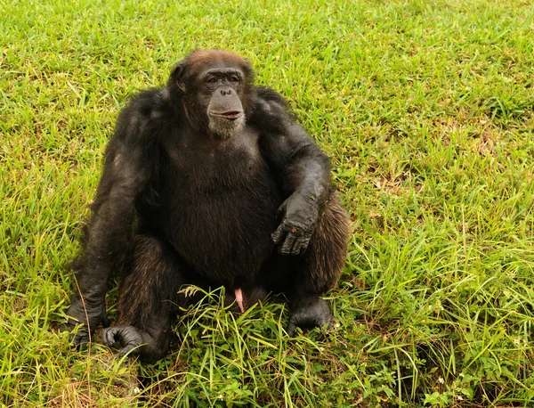 Шимпанзе сидит на траве — стоковое фото