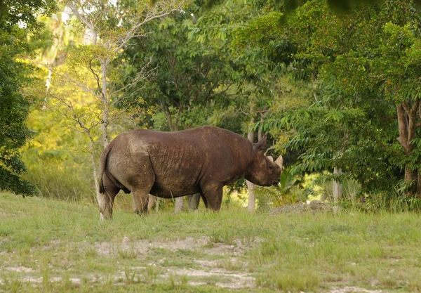 Rinoceronte selvagem — Fotografia de Stock