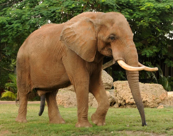 Éléphant d'Afrique adulte — Photo