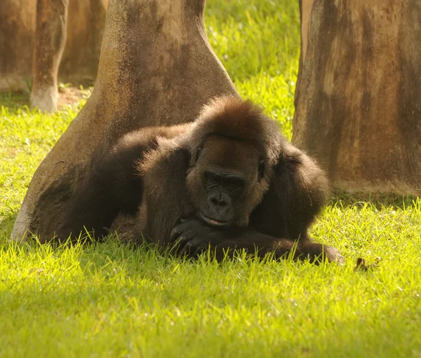 雄性大猩猩 — 图库照片
