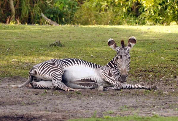 Afryki zebra — Zdjęcie stockowe