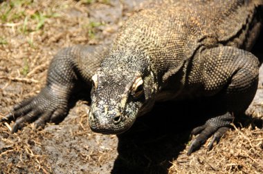 Komodo Ejderi