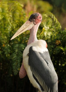 Marabou stork clipart