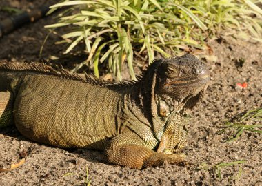 Iguana